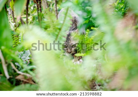 Cat hiding in little garden from people