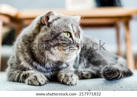 A furring cat sit and looking for customer in  cat cafe