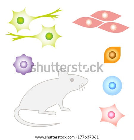 Mouse cells