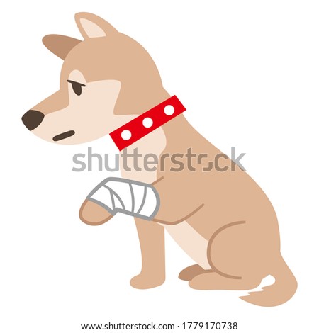Illustration of a dog with a bandage on a white background