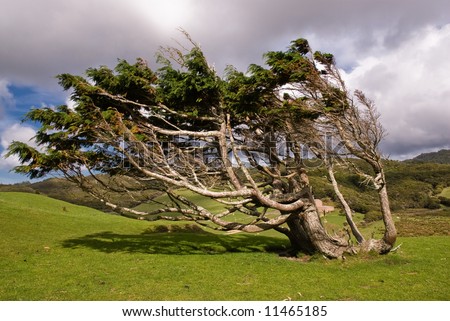 Tree formed by rough wind. Golden Bay. New Zealand.