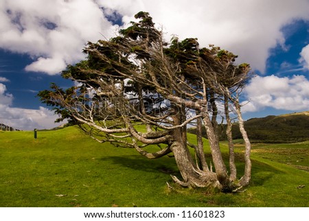 Tree formed by rough wind. Golden Bay. New Zealand.