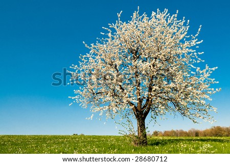 single blossoming cherry tree in spring