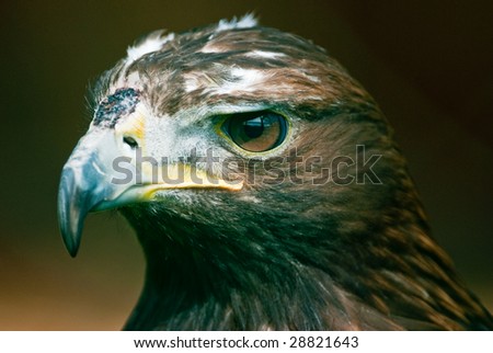 Portrait of a Golden Eagle (lat. Aquila chrysaetos). Focus is on the eyes.