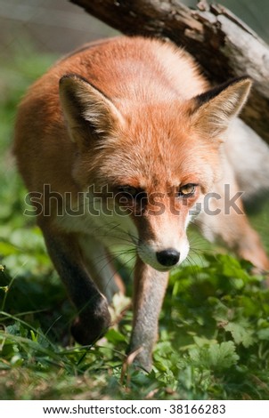 red fox (lat. vulpes vulpes) focus is on the eyes