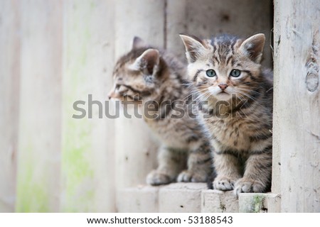 Cute Wildcat