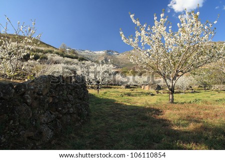 Stone wall and cherry blossoms, Jerte Valley, Extremadura, Spain