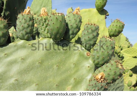 Green prickly pears, cactus, prickly pear, Palera. Opuntia ficus indica