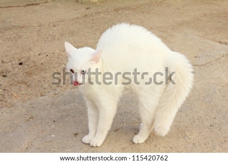 White cat on the defensive