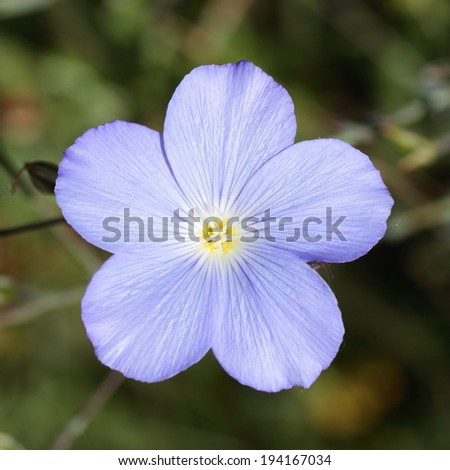 Linum narbonense. Flower Linen Blue, Linen brave.