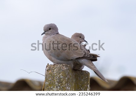 Turks doves. Eurasian collared dove. Streptopelia decaocto.