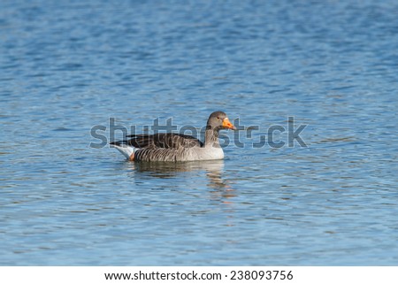 Anser anser. Common Goose swimming. Reserve Natural Lagoons de Villafafila, Zamora.