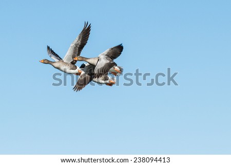Greylag Geese in flight. Anser anser. Reserve Natural Lagoons de Villafafila, Zamora.