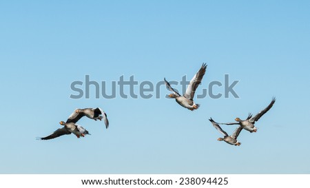 Anser anser. Greylag Geese in flight. Reserve Natural Lagoons de Villafafila, Zamora.