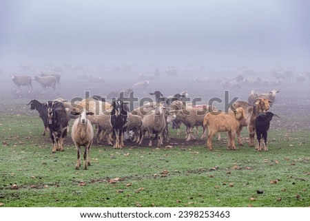 Similar – Foto Bild Schaf im Grünen Herde gras