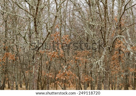 Oak and lichens. Oak forest. Quercus.