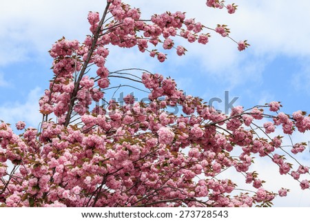 Peach Blossom, Peach Tree. Prunus persica.