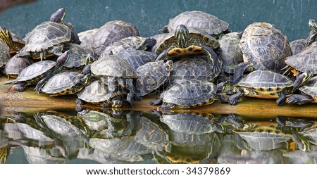 Turtle Pile Stock Photo 34379869 : Shutterstock