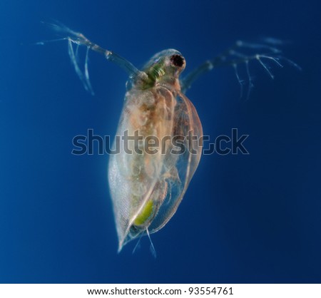 Daphnia pulex - water flea blue background