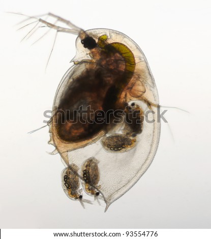 Daphnia pulex - water flea birth of a young animal, birghtfield