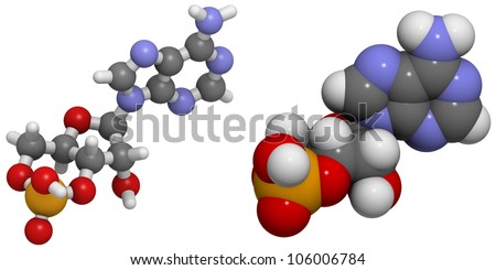 3\'-5\'-cyclic adenosine monophosphate (cAMP) molecule, chemical structure. This is an important second messenger in many biological processes. Atoms represented as spheres, conventional color coding.
