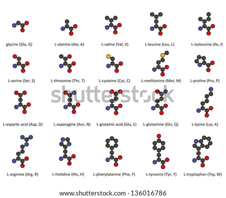 Amino acids. 2D chemical structures of the 20 common amino acids found in proteins, with atoms represented as conventionally color-coded circles. Hydrogens omitted for clarity.