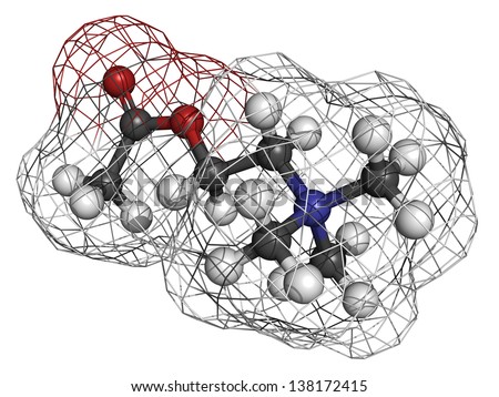 Acetylcholine (ACh) neurotransmitter, molecular model. Atoms are represented as spheres with conventional color coding: hydrogen (white), carbon (grey), oxygen (red), nitrogen (blue)