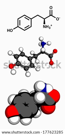 Tyrosine (Tyr, Y) amino acid, molecular model. Amino acids are the building blocks of all proteins. Three representations: 2D skeletal formula, 3D ball-and-stick model, 3D space-filling model.