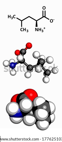 Leucine (Leu, L) amino acid molecule. Amino acids are the building blocks of all proteins. Three representations: 2D skeletal formula, 3D ball-and-stick model, 3D space-filling model.