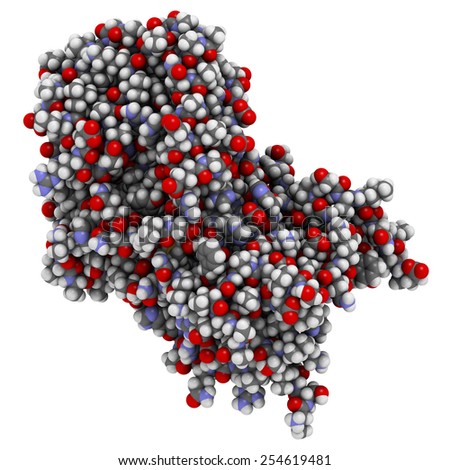 alpha 2-antiplasmin (a2-antiplasmin) protein molecule. Main inhibitor of blood clot dissolving enzyme plasmin. Atoms shown as color-coded spheres.