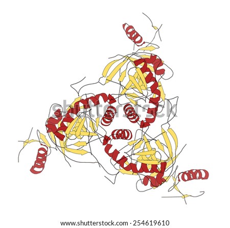 Ebola virus glycoprotein (GP), molecular structure. Occurs as spikes on ebola virus surface; target for vaccine development. Cartoon model, secondary structure coloring.