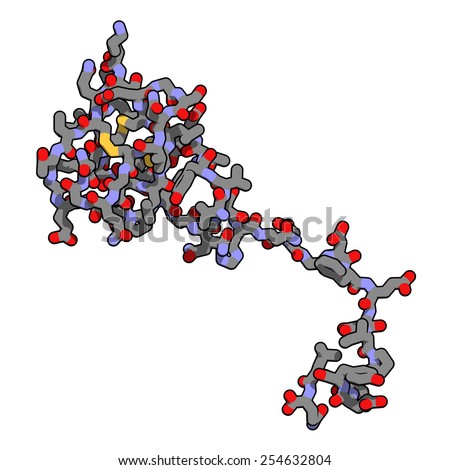 Hirudin protein molecule. Anticoagulant protein from leeches that prevents blood clotting by inhibiting thrombin. Topically used in treatment of hematoma. Atoms and bonds shown as color-coded tubes.