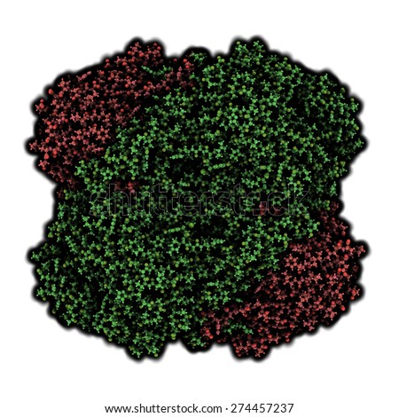 Human red blood cell catalase. Protects cell from damage by reactive oxygen species (ROS). Atoms shown as spheres. Homo-tetramer, 2 chains shaded greem, 2 red.