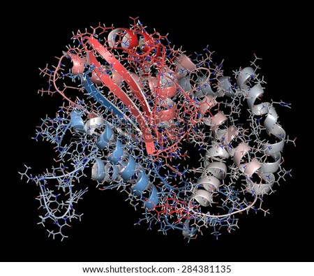 Prostatic acid phosphatase (PAP) protein. Biomarker of prostate cancer. Cartoon + line representation. N-to-C gradient coloring.