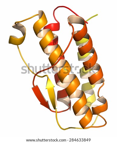 Thrombopoietin (THPO, functional domain) hormone. Regulates production of blood platelets. Cartoon representation. N-to-C gradient coloring.