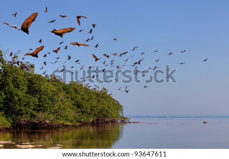 Flying-fox in Rinca, Indonesia