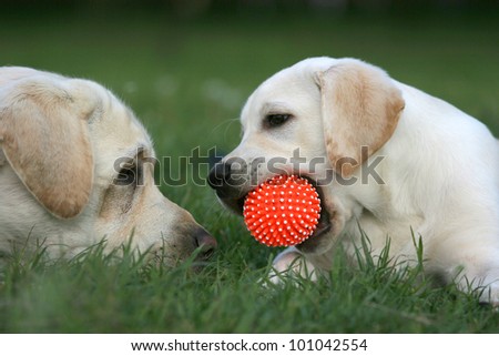 two yellow labradors (adult and puppy) playing with a ball