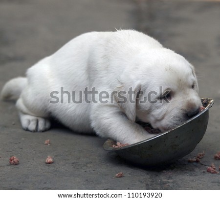 yellow labrador puppy eating meat