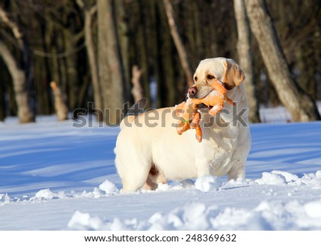 yellow labrador in the snow in winter running with an orange toy