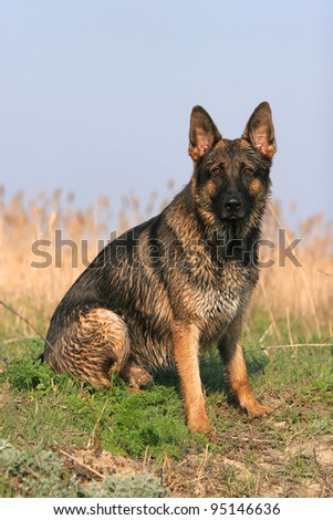 Portrait of wet sheep-dog (german shepherd) in summer