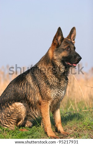 Portrait of wet sheep-dog (german shepherd) in summer