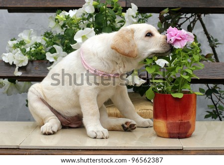 labrador puppy in pink beads with pink flowers