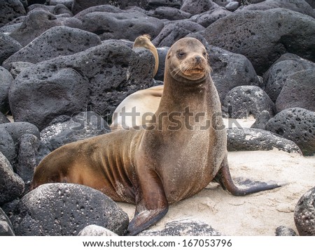 Posing sea lion on Ochoa Beach, San Cristobal Island, in the Galapagos chain, Ecuador