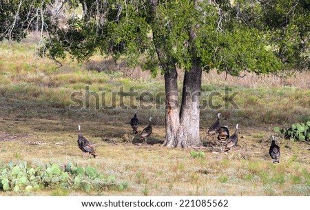 Wild turkeys in Texas ranch country
