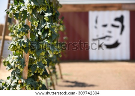 Dixon,USA-August 21,2015: Hops growing at the Ruhstahler Farm and Yard which grows over 20 varieties of hops. The painting is of David Utterback, a grower of hops in the Sacramento hop-growing region.