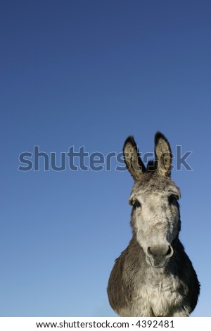 Donkey with huge ears against blue sky.