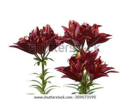bouquet  Asiatic lily flower (Lilium bulbiferum croceum), isolated on white.