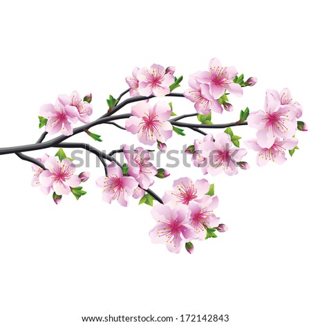 Cherry Blossom Pink - Violet, Japanese Tree Sakura Isolated On White ...