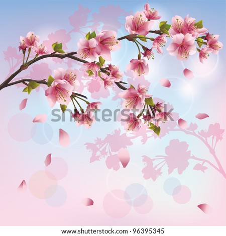 Sakura blossom - Japanese cherry tree background, greeting or invitation card
