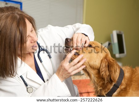 Veterinarian Giving a Dog an Exam in her Office.  She is looking at the dog\'s teeth.